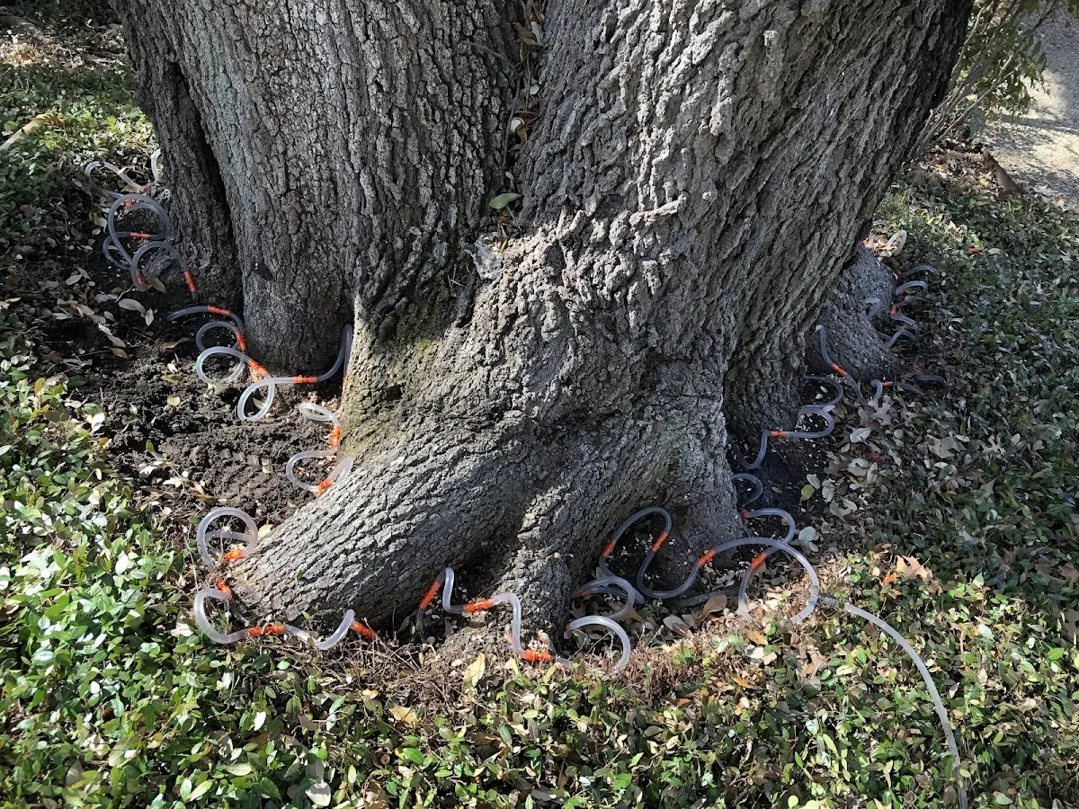 Detailed Tree Cabling and Bracing job site in Newborn