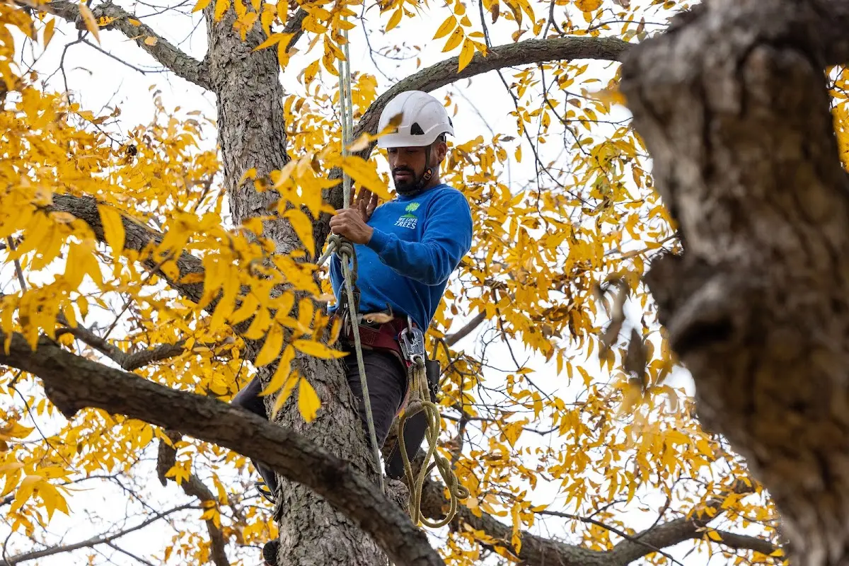 Skilled Tree Trimming crew working in Newborn