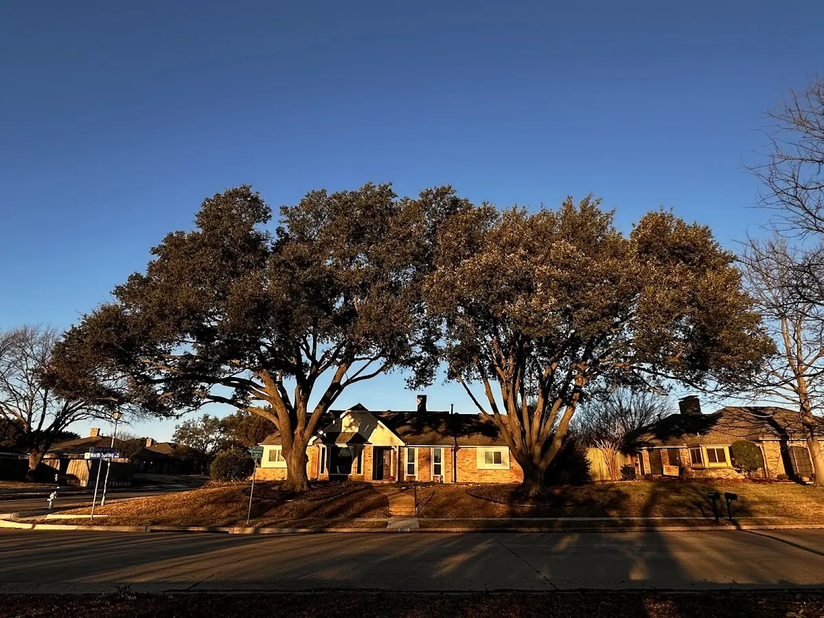 Established residential canopy tree shading a home in Newborn